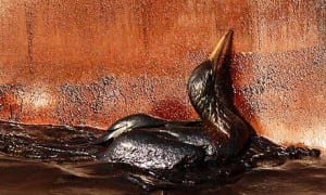 seabird covered in oil
