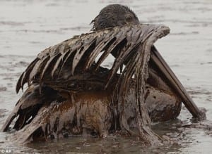 a pelican covered in oil