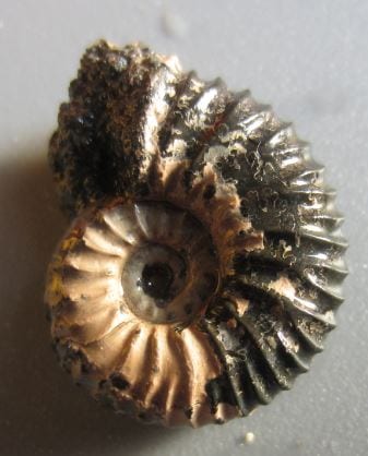 ammonite spiral