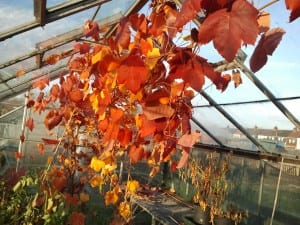 grapevine in autumn