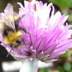 Bee on chive flowers