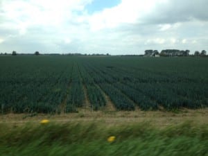 fields between Lincoln and Holbeach 