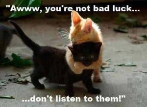 black kitten meets ginger kitten
