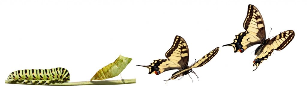 butterfly transformation image from http://quotesgram.com/quotes-about-growth-and-transformation/ 
