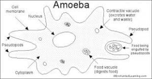 Amoeba image from http://www.enchantedlearning.com/paint/subjects/protists/amoeba.shtml